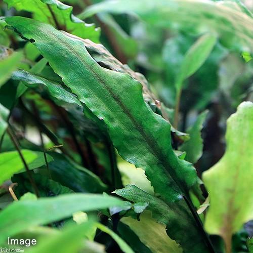 水草 クリプトコリネ ウェンティー グリーンゲッコー 水中葉 無農薬 １株 チャーム Charm Paypayモール店 通販 Paypayモール