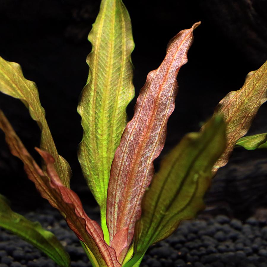 チャーム（charm） （水草）エキノドルス レッドダイヤモンド 東南便