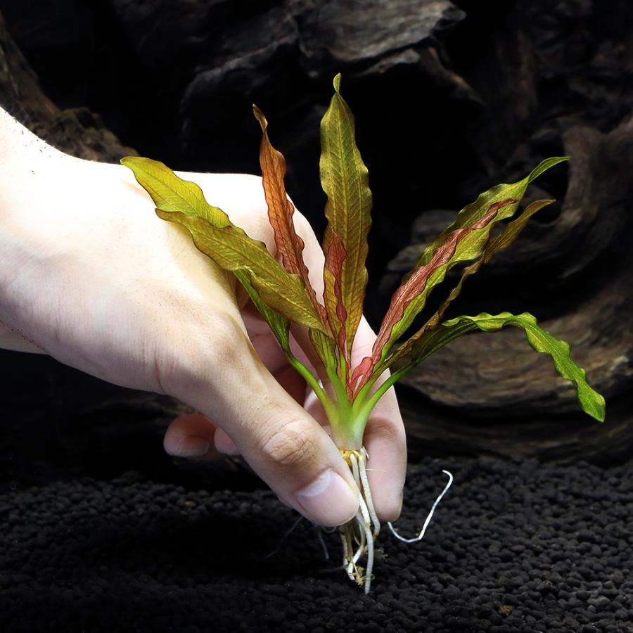 チャーム（charm） （水草）エキノドルス レッドダイヤモンド 東南便