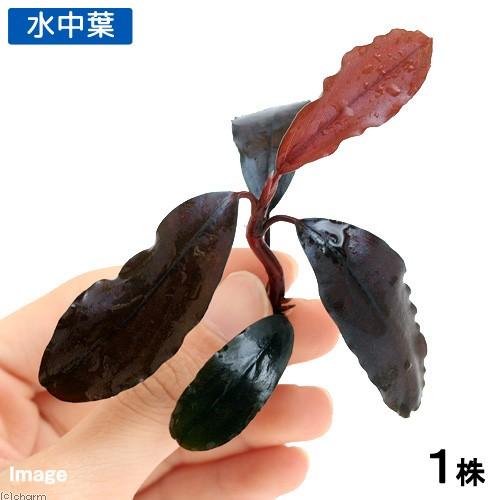 チャーム（charm） （水草）ブセファランドラsp．Shine