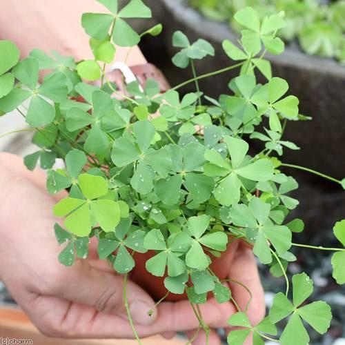 （水草）ベトナムクローバー（水上葉）鉢植え（無農薬）（１鉢） | チャーム（ペット）
