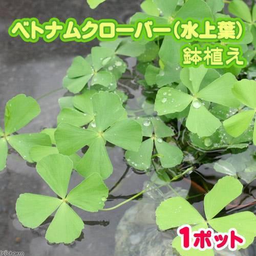 （水草）ベトナムクローバー（水上葉）鉢植え（無農薬）（１鉢） | チャーム（ペット） | 01