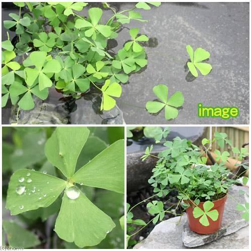 （水草）ベトナムクローバー（水上葉）鉢植え（無農薬）（１鉢） | チャーム（ペット） | 02