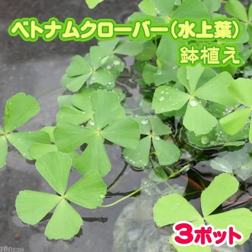 （水草）ベトナムクローバー（水上葉）鉢植え（無農薬）（３鉢） | 