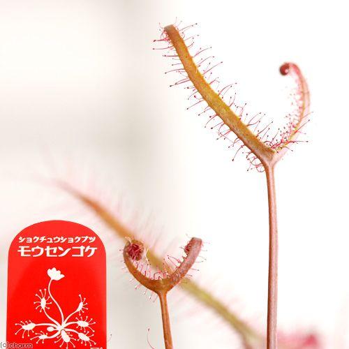 誕生日 お祝い 食虫植物 モウセンゴケ サスマタモウセンゴケ 深紅 ２ ５ ３号 １ポット