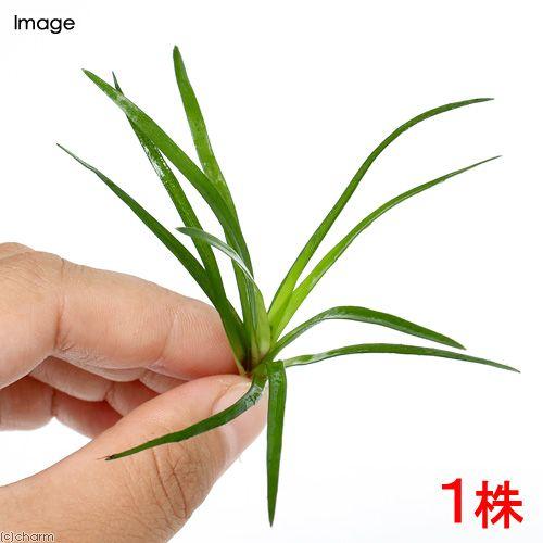 チャーム（charm） （水草）ホシクサsp．クチ（水中葉）（無農薬