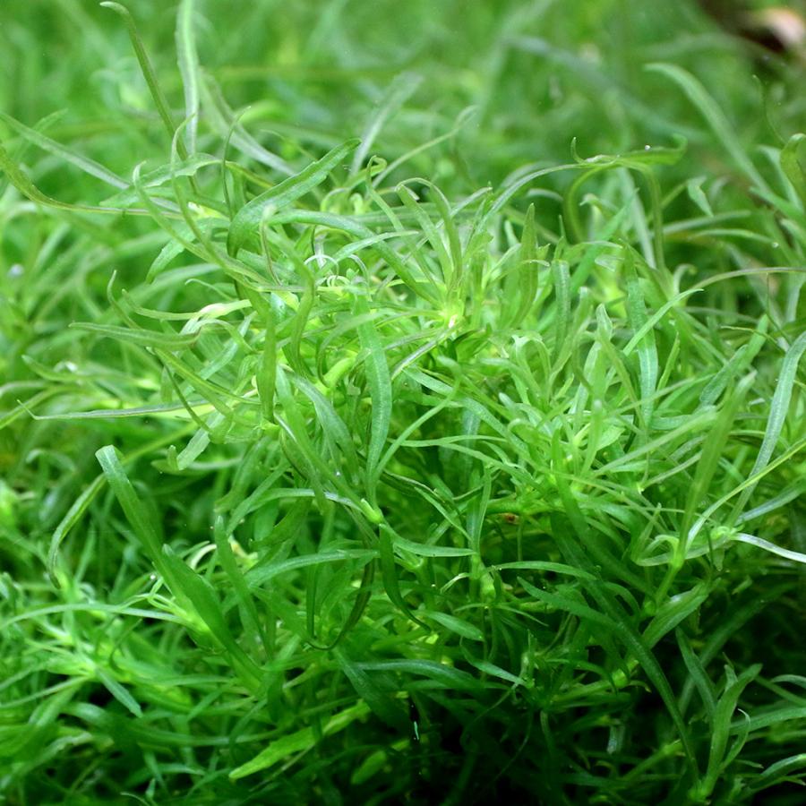 ２本 １５cm超 しっかり長め ポゴステモン メンメン♪ 無農薬 水中葉 チャーム（ペット） （水草）沈水性 ポゴステモン メンメン