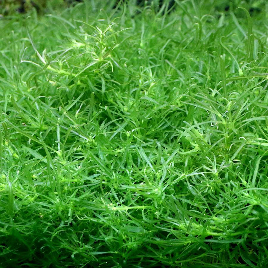 ２本 １５cm超 しっかり長め ポゴステモン メンメン♪ 無農薬 水中葉 楽天市場】（水草）ポゴステモン メンメン（水中葉）（無農薬