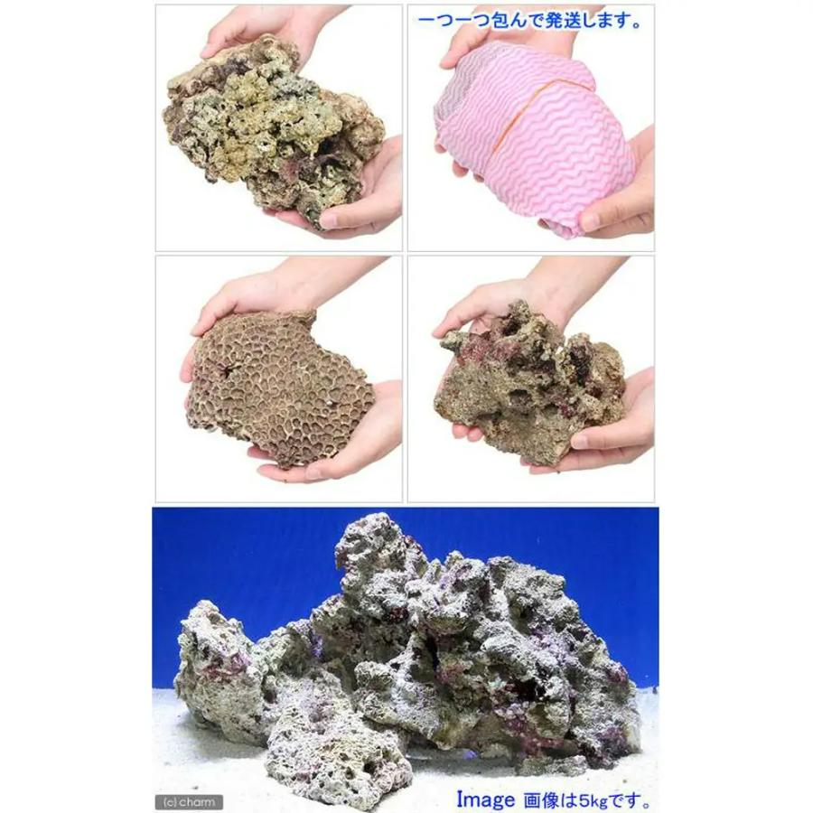 チャーム（charm） （海水魚）Bグレードライブロック M−Lサイズ