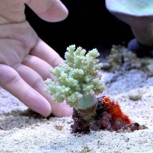 （サンゴ）沖縄産　ヤワタコアシカタトサカｓｐ．ライトグリーン　Ｍサイズ（１個）　ｙ−62 | チャーム（ペット） | 02