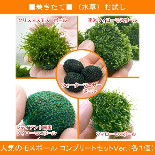 チャーム（charm） （水草）お試し 人気のモスボール コンプリート