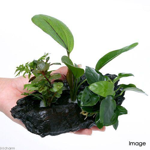 チャーム（charm） （水草）流木 ザ ボンサイ Ver．有茎草