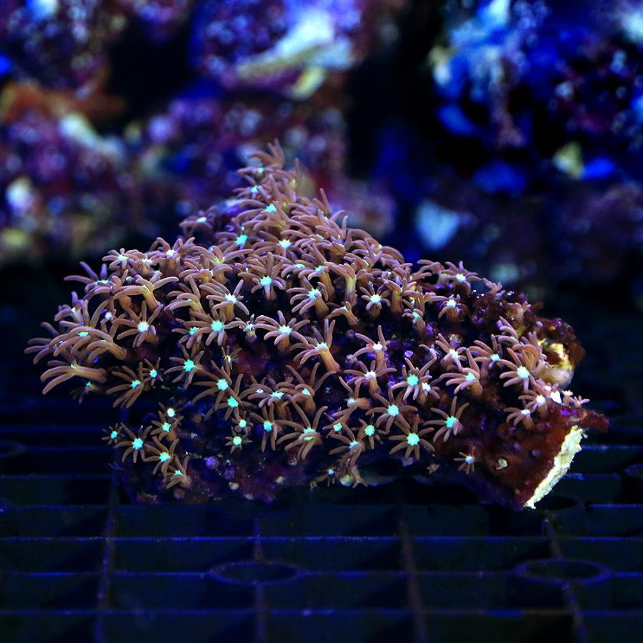 最新人気 公式通販 サンゴ 沖縄産 スターポリプｓｐ． センターグリーン Ｓサイズ １個 3 610円 fmicol.com fmicol.com