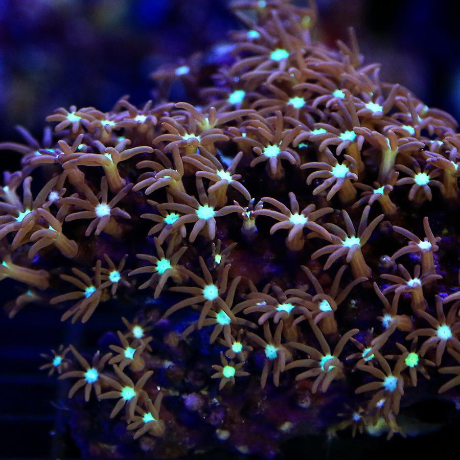 最高の サンゴ 沖縄産 スターポリプｓｐ センターグリーン ｓサイズ １個 3 610円 Aynaelda Com