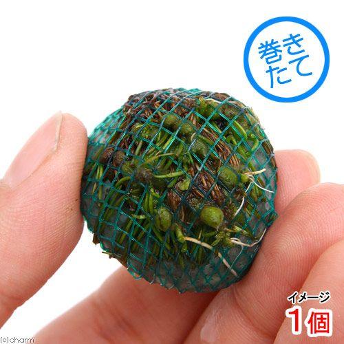 （水草）巻きたて　クレナタボール（水上葉）（無農薬）（１個） | チャーム（ペット）