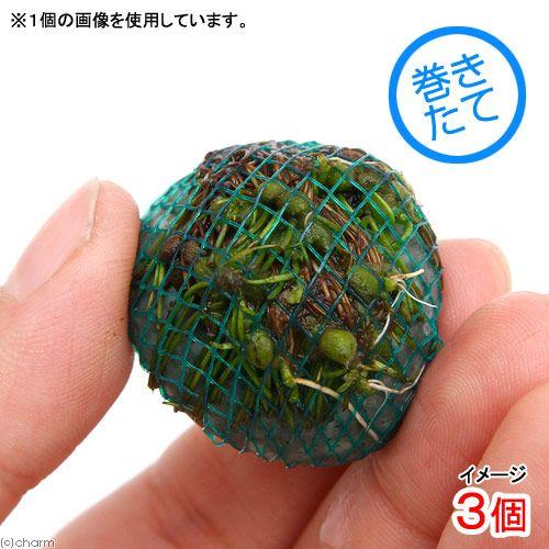 （水草）巻きたて　クレナタボール（水上葉）（無農薬）（３個） | チャーム（ペット）