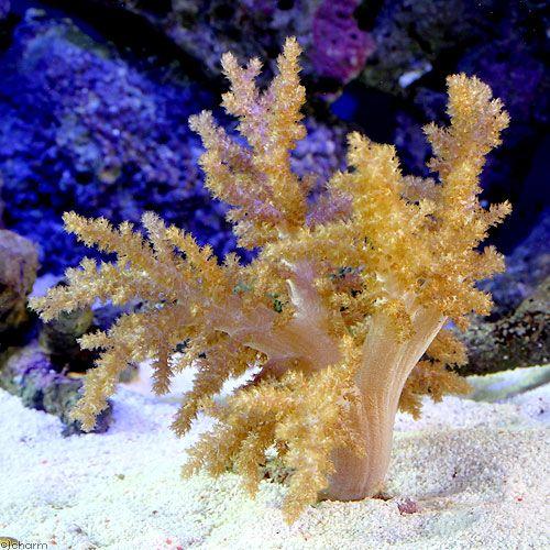 サンゴ）沖縄産 スジチヂミトサカ Mサイズ（1個） 北海道・九州航空
