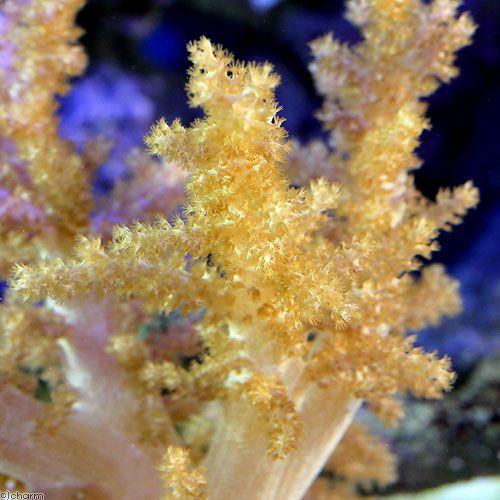 サンゴ（スジチヂミトサカ、タコアシサンゴ、キクメイシなど） サンゴ）沖縄産 スジチヂミトサカ Mサイズ（1個） 北海道・九州航空