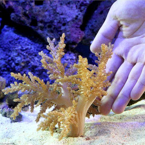 サンゴ）沖縄産 スジチヂミトサカ Mサイズ（1個） 北海道・九州航空