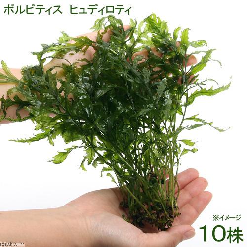送料無料 水草 ボルビティス ヒュディロティ 無農薬 １０株 沖縄別途送料 気質アップ Nicmosul Org