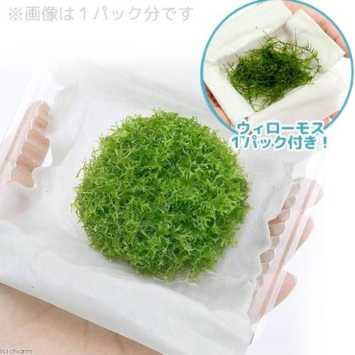 おすすめネット 水草 ウィローモス ラージリシア 水中葉 １セット