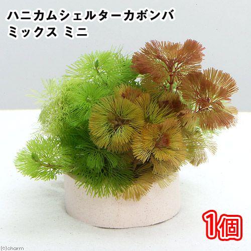 が大特価 水草 メダカ 金魚藻 ハニカムシェルター カボンバミックス ミニ １個