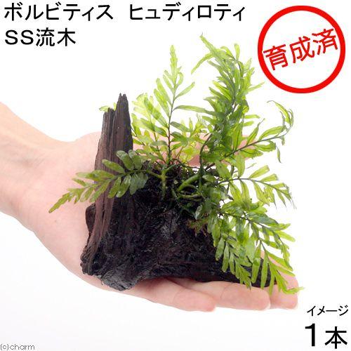チャーム（charm） （水草）☆活着済☆ ボルビティス ヒュディロティ