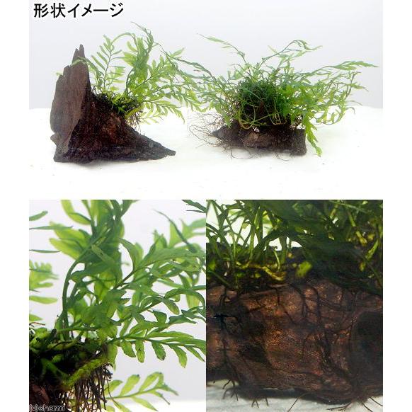 チャーム（charm） （水草）☆活着済☆ ボルビティス ヒュディロティ