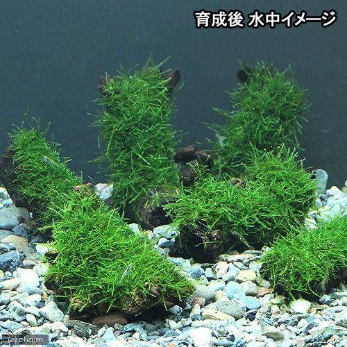 チャーム（charm） （水草）ライフマルチ（茶）アヌビアスナナ＋巻きた