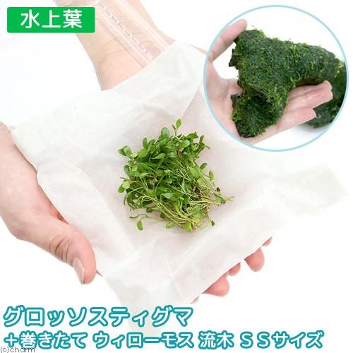 492円 最新最全の 水草 グロッソスティグマ 巻きたて ウィローモス 流木 ｓｓサイズ 約１０ｃｍ