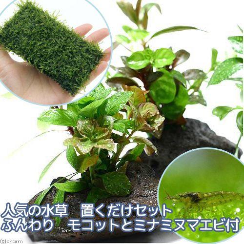 チャーム（charm） （エビ）（水草）人気の水草 置くだけ2点セット＋ 