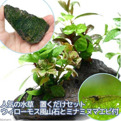 驚きの価格が実現 エビ 水草 人気の水草 置くだけセット ウィローモス 風山石とミナミヌマエビ付 水中葉