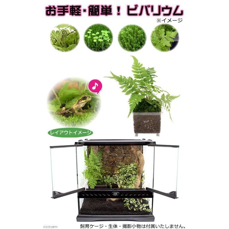 チャーム（charm） （テラリウム）ビバリウム用 かえるのお庭 Ver