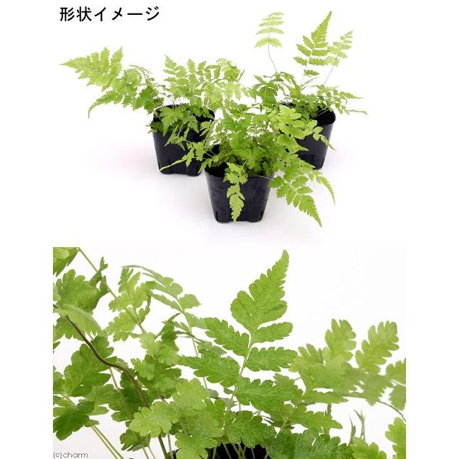 公式 観葉植物 ビバリウムプランツ おまかせシダ植物 ３号ポット １ポット Wantannas Go Id