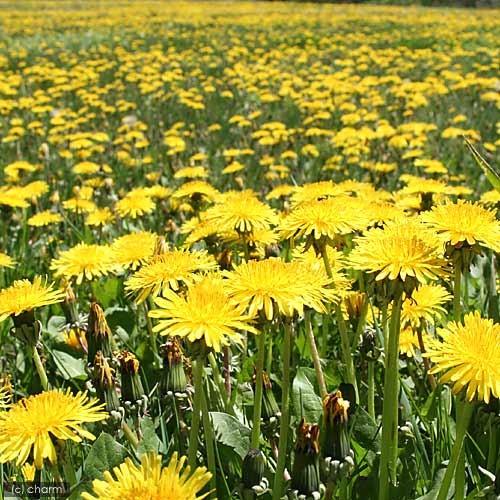 チャーム（charm） （観葉植物）ペットリーフ タンポポ 3号（無農薬