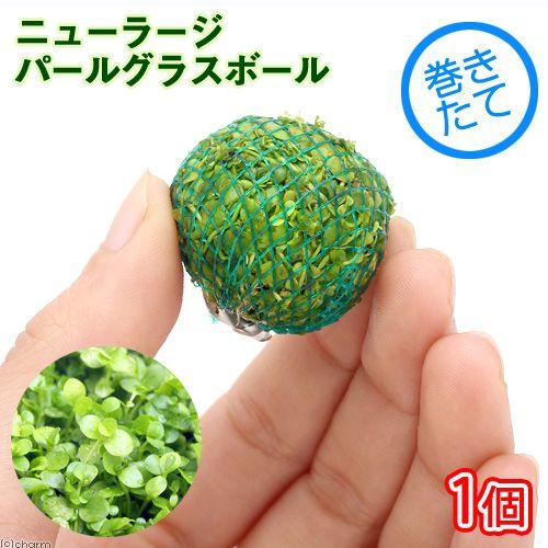 高品質の激安 水草 巻きたて ニューラージパールグラス ボール 無農薬 １個 北海道航空便要保温640円 水上葉