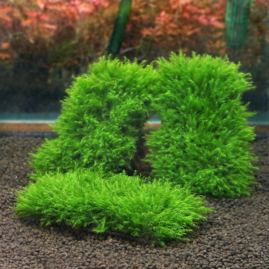 水草⭐︎様 リクエスト 4点 まとめ商品 チャーム charm ヤフー店 - 水草（魚なし）｜Yahoo!ショッピング