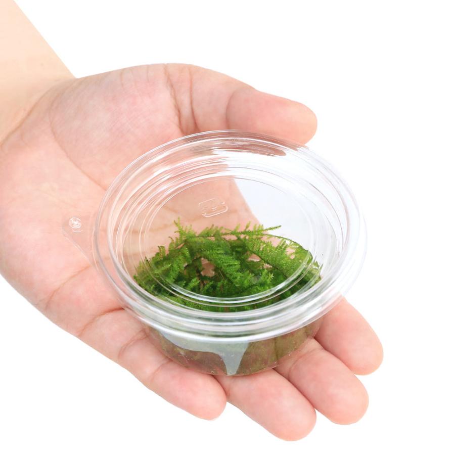 水草 ウィローモスｓｐ 水中葉 無農薬 １カップ 北海道航空便要保温 チャーム Charm ヤフー店 通販 Yahoo ショッピング