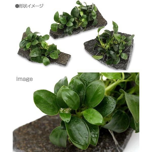 チャーム（charm） （水草）アヌビアスナナ プチ 輝板石 Sサイズ