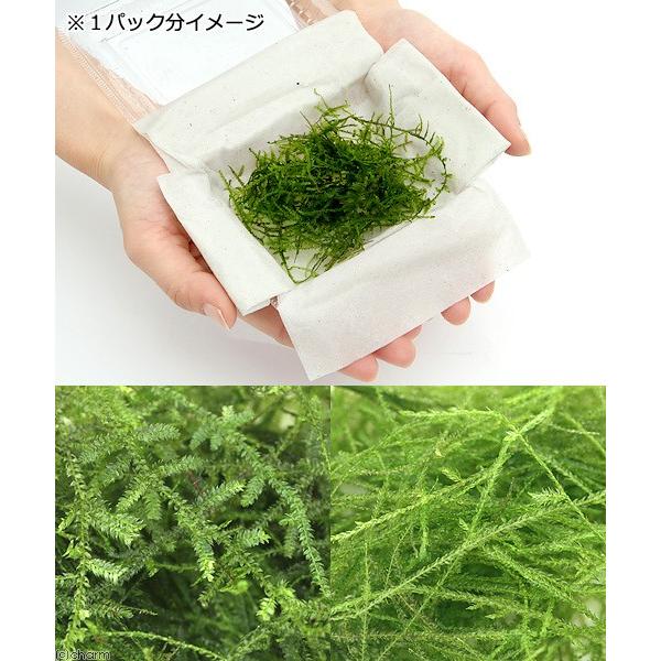 チャーム（charm） （水草）ジャングルセット（水中葉）（無農薬）（1