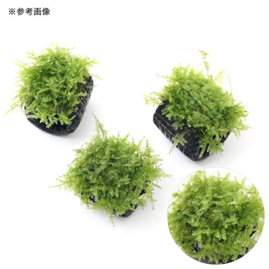 水草 マルチリングブラック 黒 ウィローモスと寄せ植えミックス