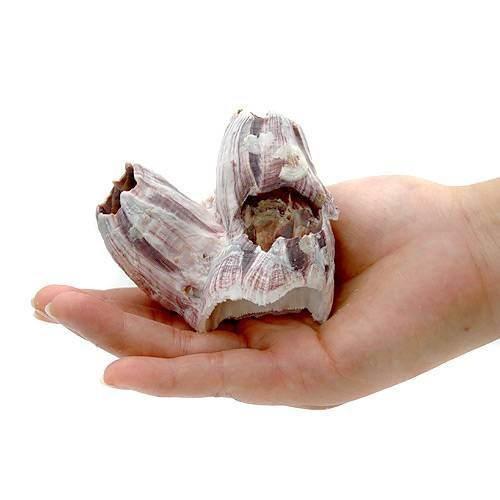 貝殻　フジツボの殻　Ｓサイズ（１個）（形状お任せ）｜chanet