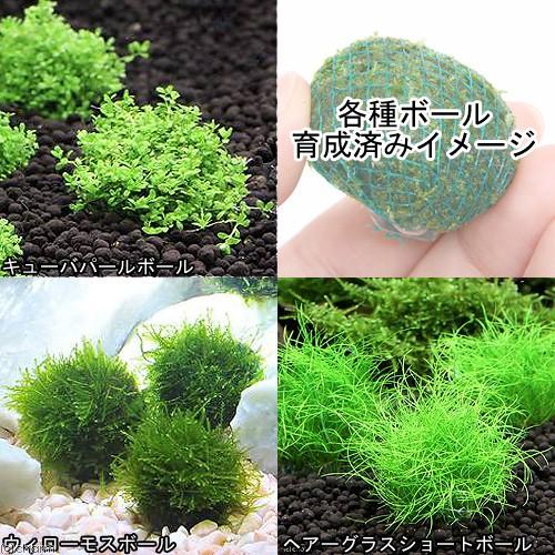 水草 置くだけ簡単 人気の水草 ９点セット 水草その前に １ｇ ２ｌ用 本州四国限定 チャーム Charm Paypayモール店 通販 Paypayモール