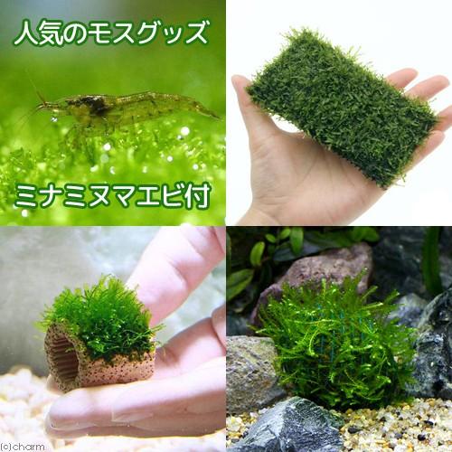 チャーム（charm） （エビ）（水草）人気のウィローモスグッズ（水中葉