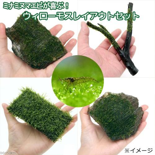 新作販売 水草 ミナミヌマエビが喜ぶ ウィローモスレイアウトセット 水中葉 ミナミヌマエビ付