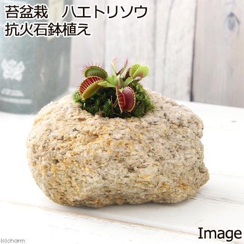 （食虫植物）苔盆栽　ハエトリソウ　抗火石鉢植え（１鉢）　山苔｜chanet