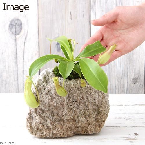 （観葉植物）苔盆栽　ウツボカズラ　抗火石鉢植え（１鉢）苔｜chanet｜03