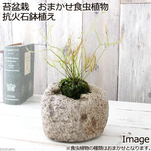 観葉植物 苔盆栽 おまかせ食虫植物 抗火石鉢植え １鉢 海外限定