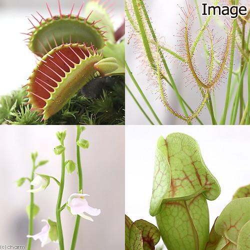 チャーム（charm） （観葉植物）苔盆栽 おまかせ食虫植物 抗火石鉢植え
