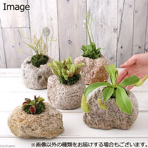 チャーム（charm） （観葉植物）苔盆栽 おまかせ食虫植物 抗火石鉢植え